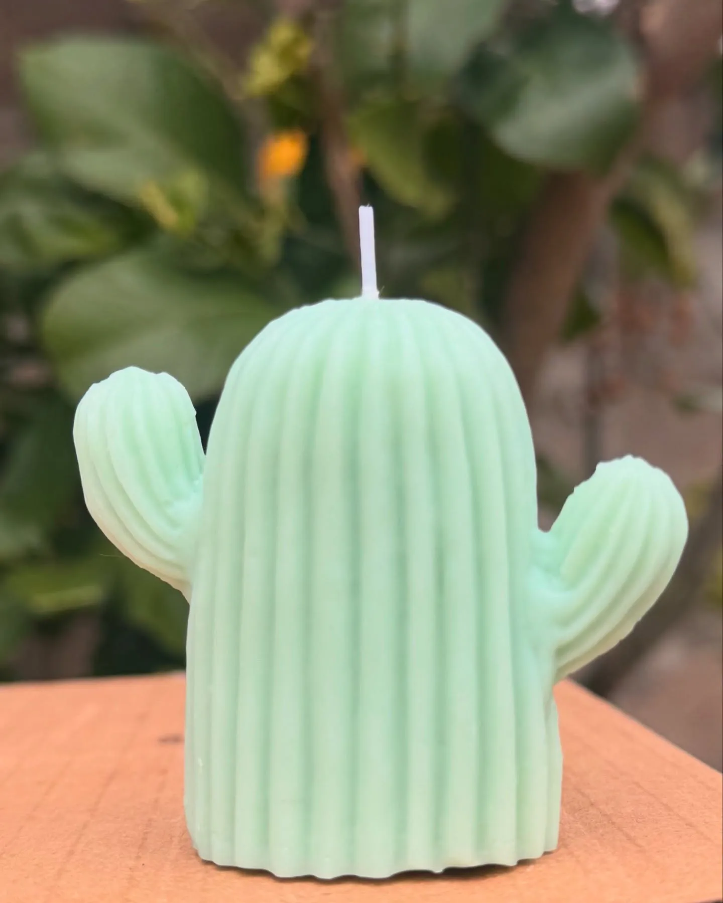 Vela de Cactus
